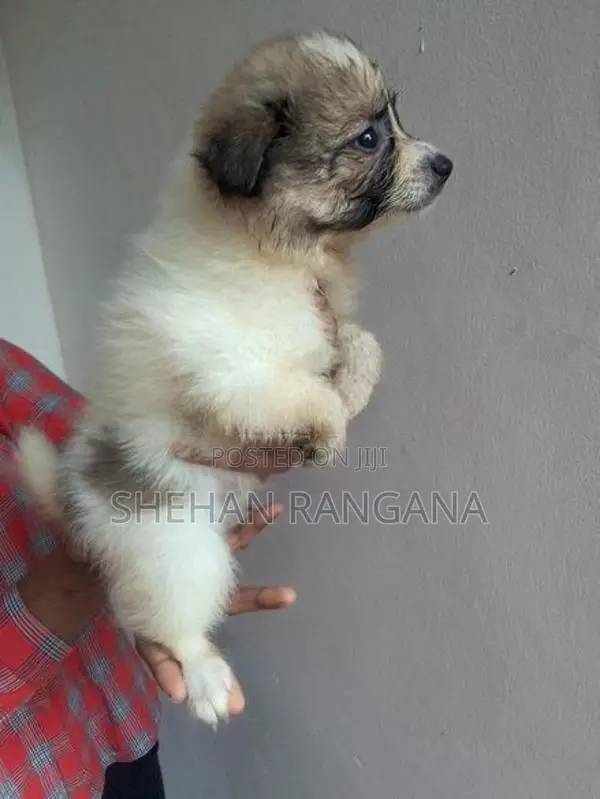 Pomeranian Puppies