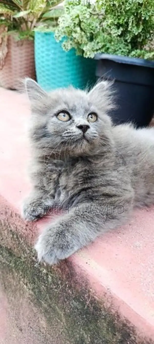 Persian Cat