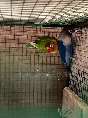 African Love Birds Breeding Pair