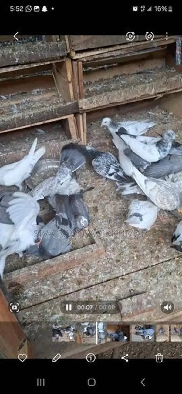 Pigeons