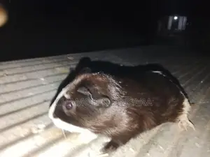 Guinea Pig