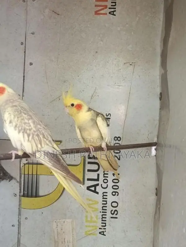 Cocktail Birds