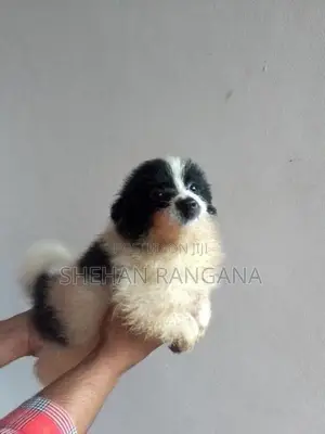 Lion Pomeranian Puppy