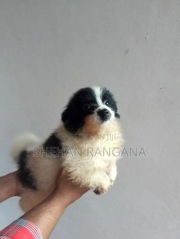 Lion Pomeranian Puppy