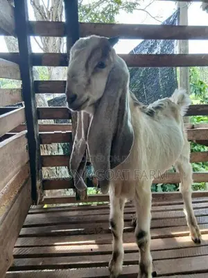 Jamunapari Goats