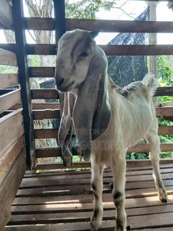 Jamunapari Goats