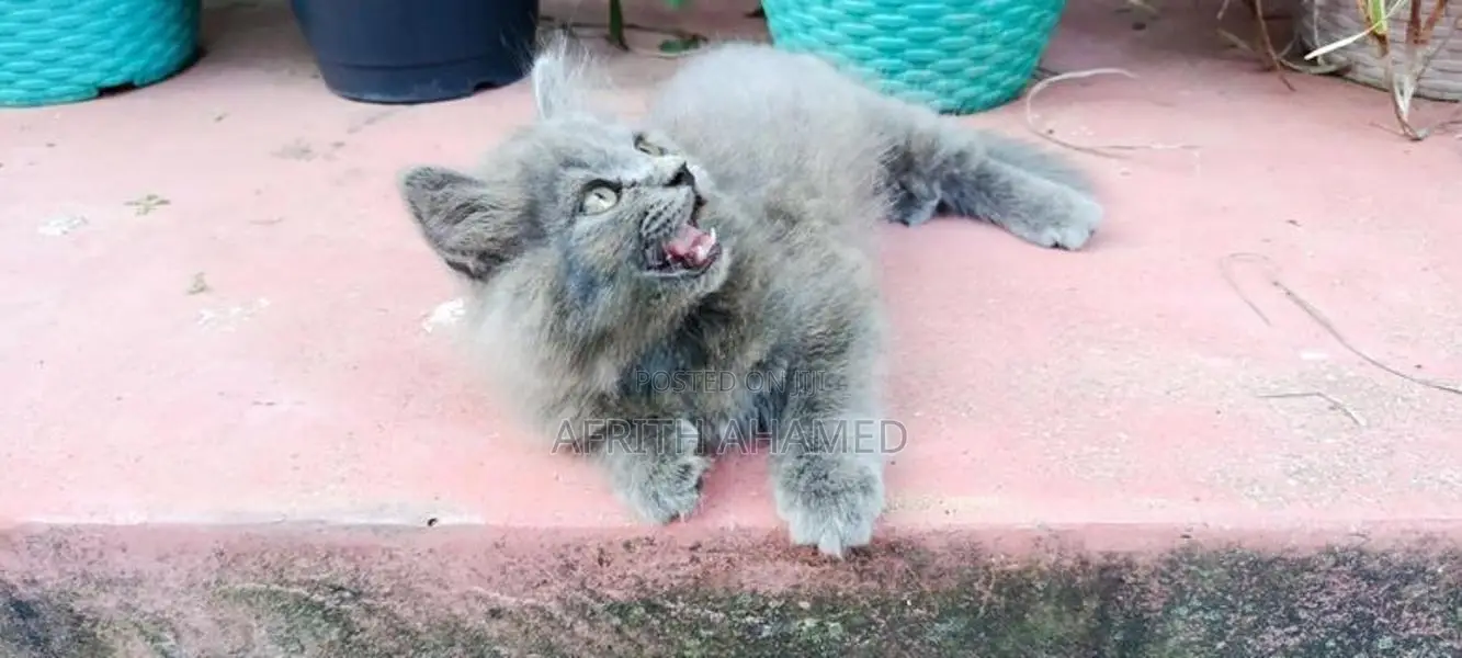 Persian Cat