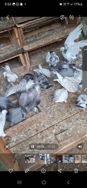 Pigeons