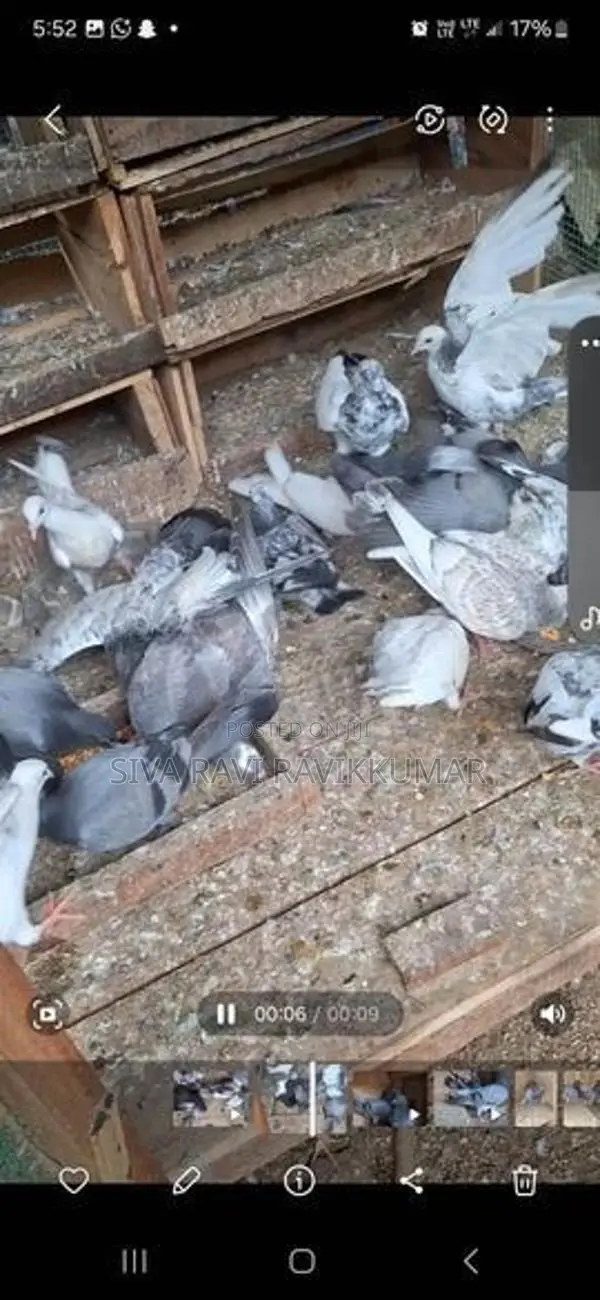 Pigeons