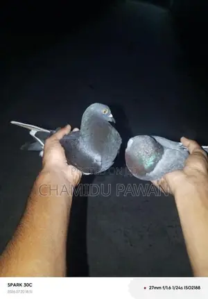 Timing Pigeons