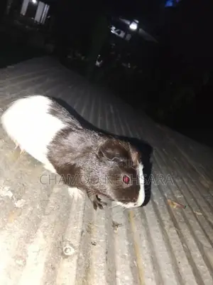 Guinea Pig