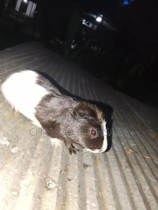 Guinea Pig