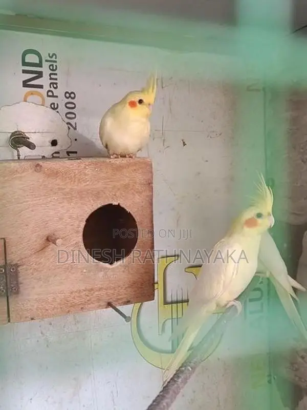 Cocktail Birds