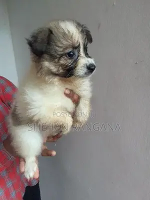 Lion Pomeranian Puppy