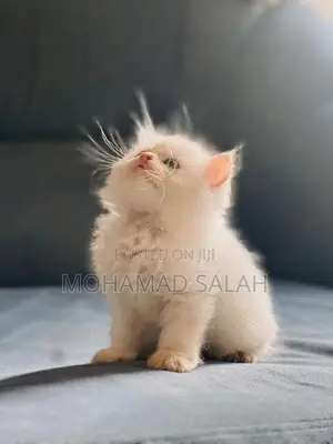 Persian Kittens