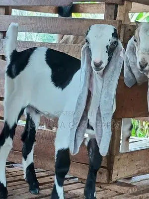 Jamunapari Goats