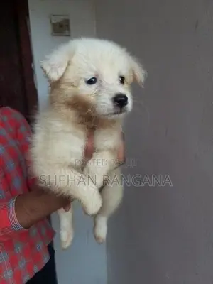 Pomeranian Puppies