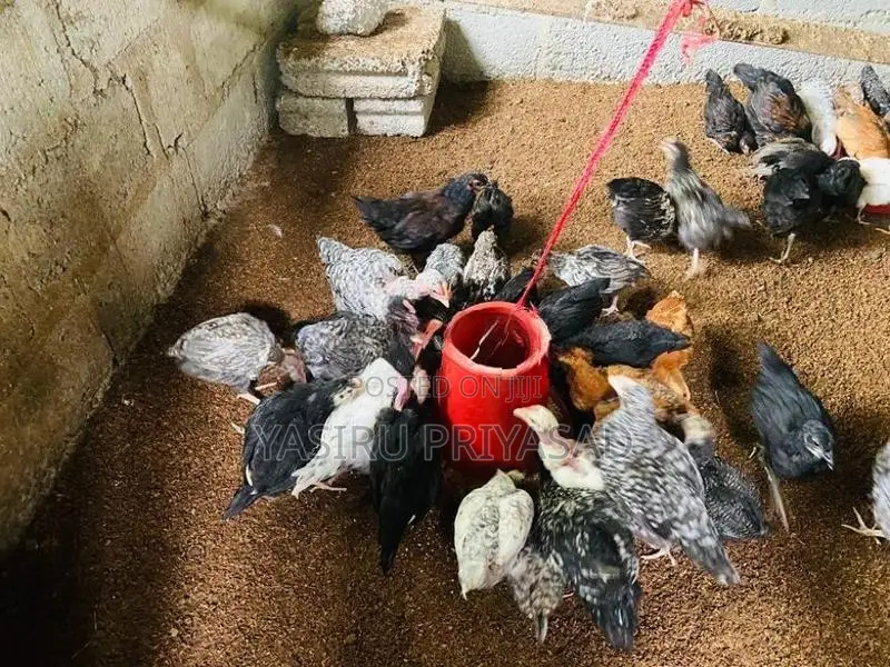 ගම් කිකිළි පැටවුන්