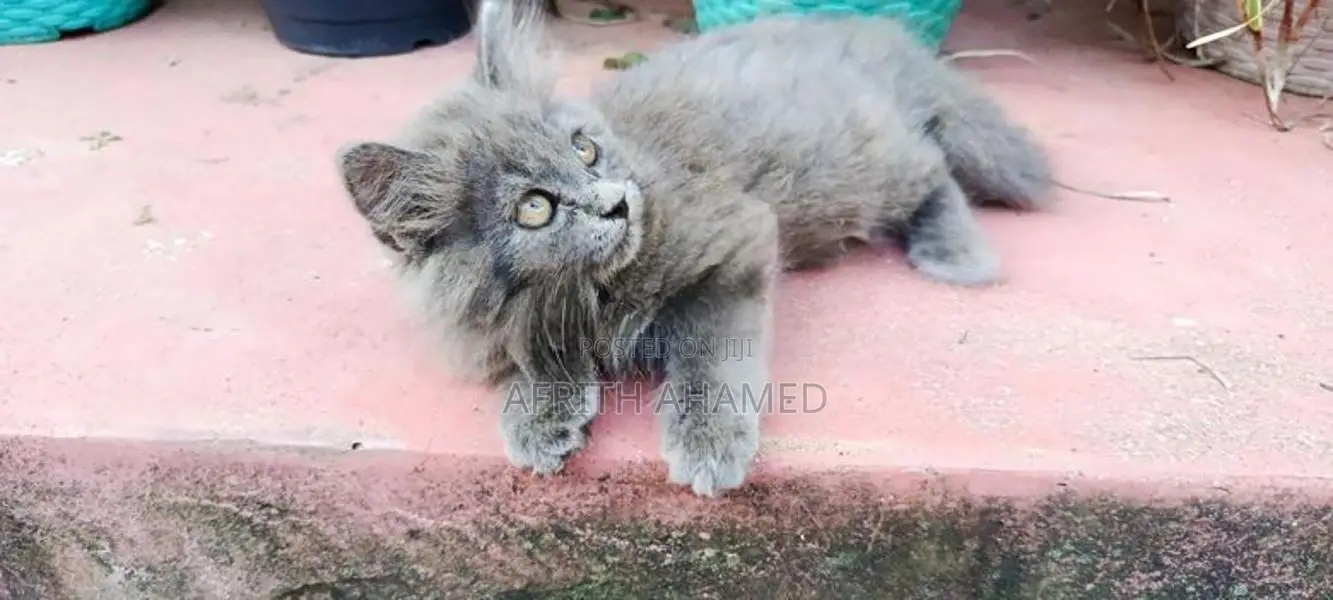 Persian Cat