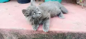 Persian Cat