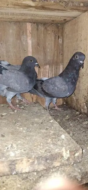 Pigeons