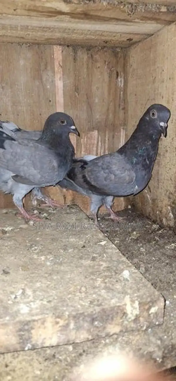 Pigeons