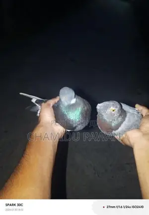 Timing Pigeons