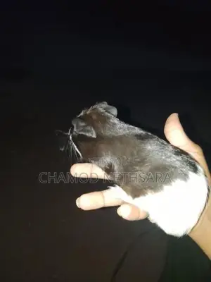 Guinea Pig