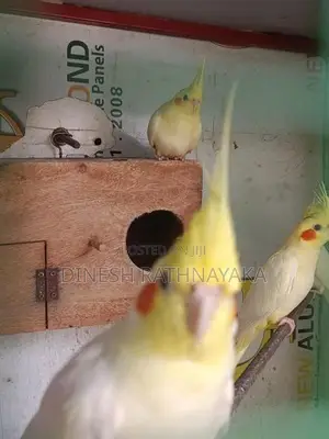Cocktail Birds