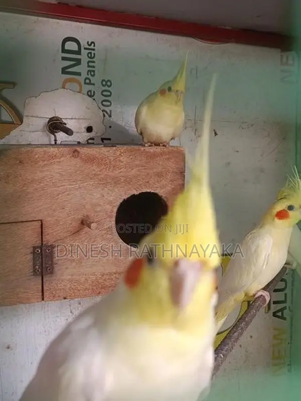 Cocktail Birds