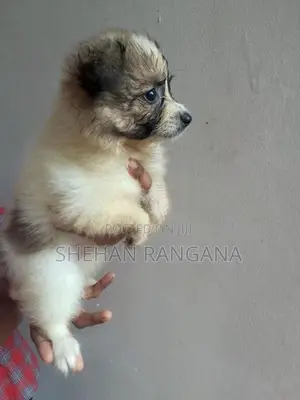 Lion Pomeranian Puppy