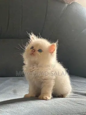 Persian Kittens