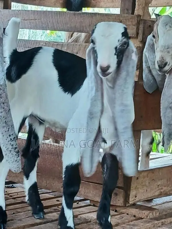 Jamunapari Goats