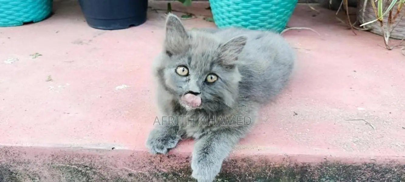 Persian Cat