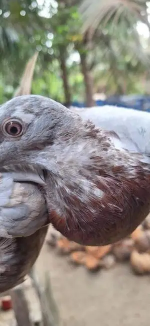 Pigeons