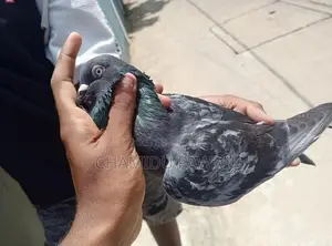 Timing Pigeons