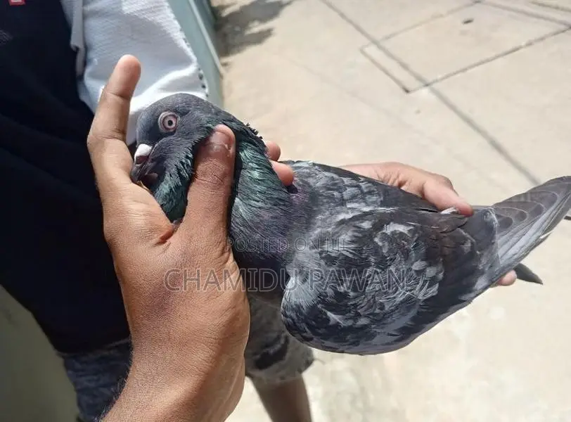 Timing Pigeons