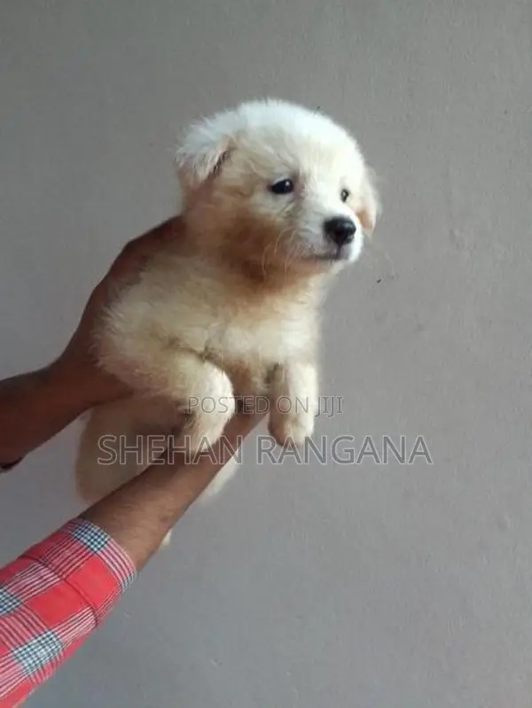 Lion Pomeranian Puppy