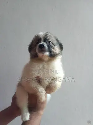 Pomeranian Puppies