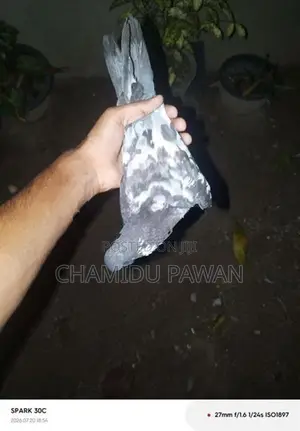 Timing Pigeons