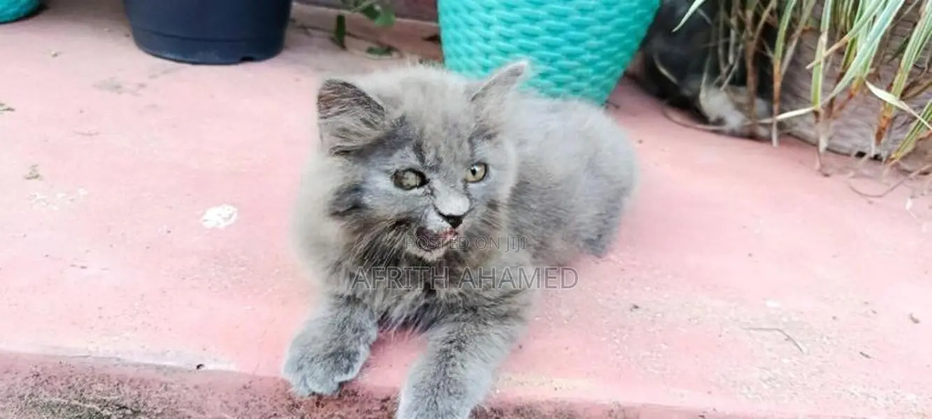 Persian Cat