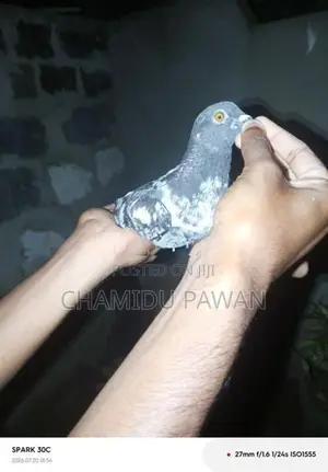 Timing Pigeons