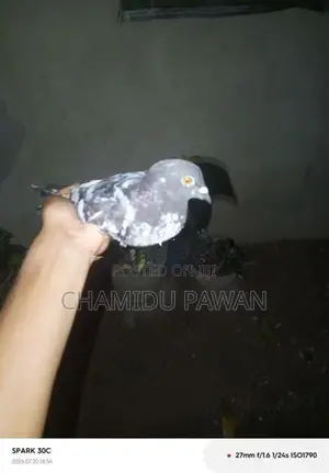 Timing Pigeons