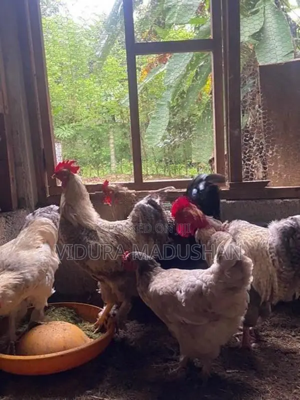 Contry Chicken