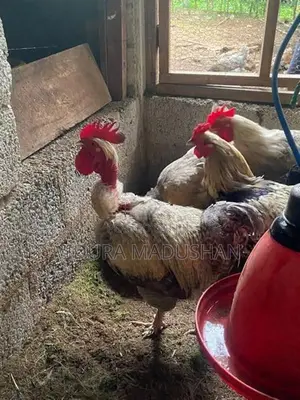 Contry Chicken