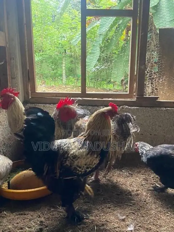 Contry Chicken
