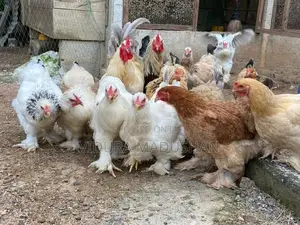 Brahma Chicken