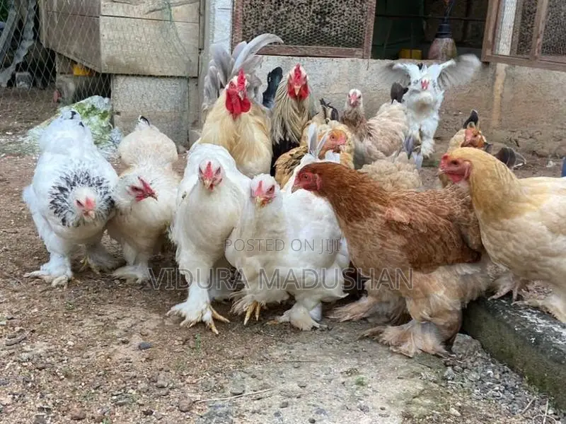 Brahma Chicken