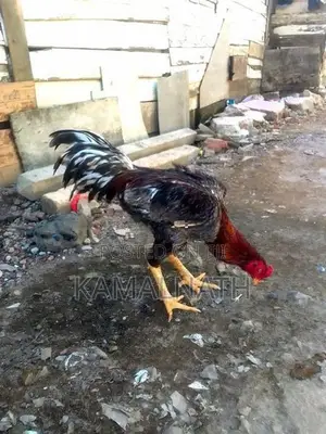 Aseel Rooster Chick