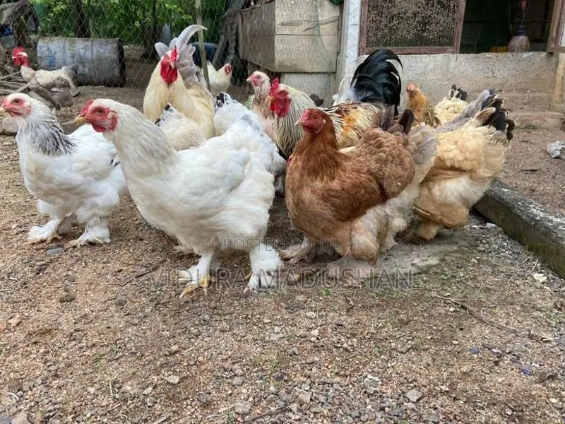 Brahma Chicken